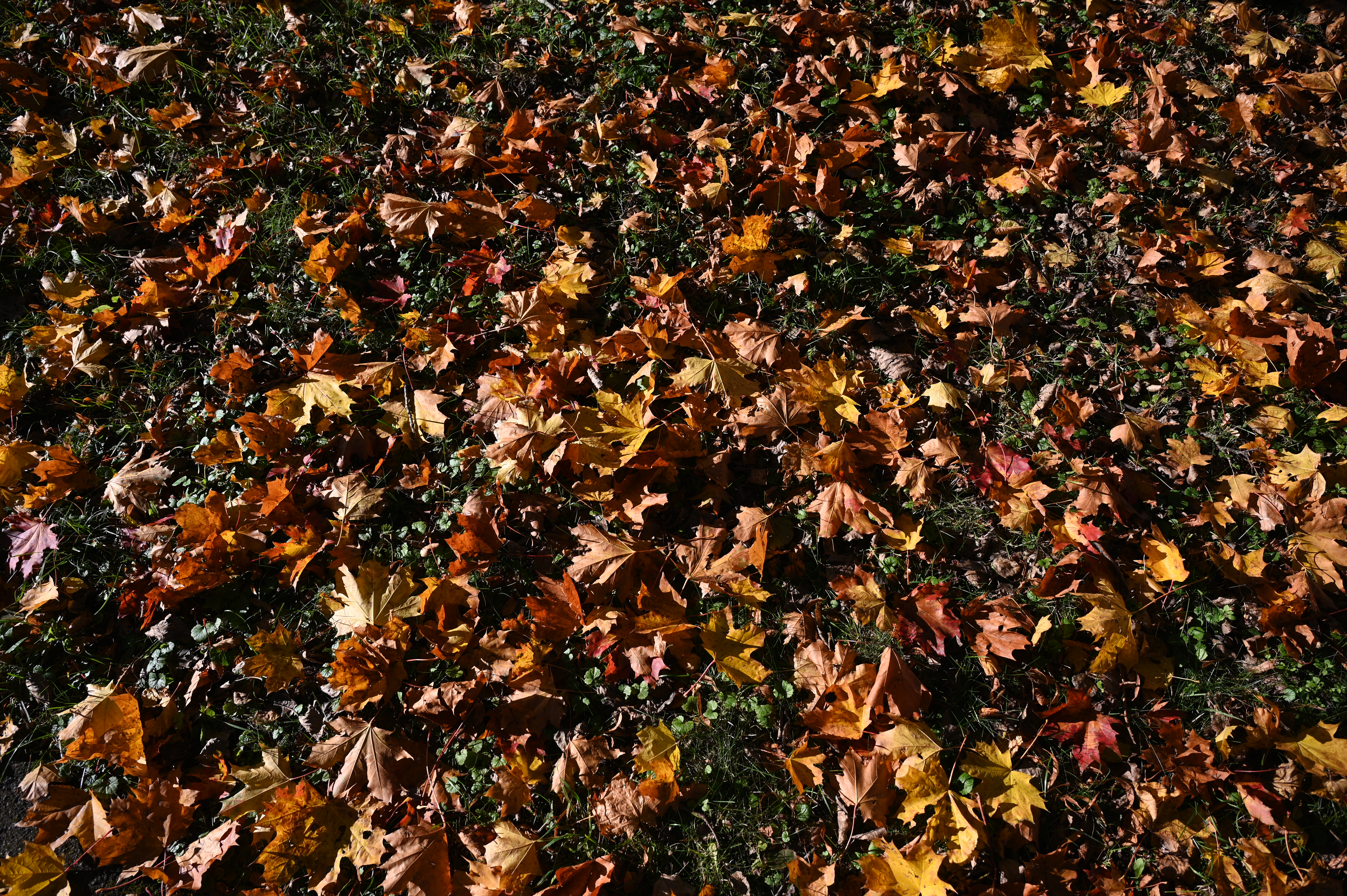 2025/10/18 - walk/DSC_0016.JPG